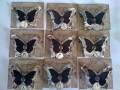 2010/08/04/butterfly_pins_by_stampinhking.jpg