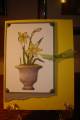 2010/04/26/daffodil_hope_by_Patricia_Wesling.jpg