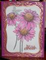 2014/02/06/Echinacea_just_a_note_by_philsmom.JPG