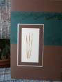 2010/12/24/Cattails_by_Carrie3427.jpg