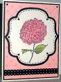 2010/10/03/HYCCT03_mms_pink_hydrangea_by_lacyquilter.jpg