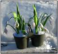 2014/02/15/Paperie-In-Bloom-January-2013-Snowdrops-final2_by_ScrapNGrow.jpg