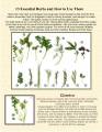 2012/03/07/Herbs_and_Seasonings_10_by_vikkijo.jpg