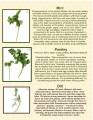 2012/03/07/Herbs_and_Seasonings_11_by_vikkijo.jpg