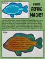 Fish-Magne