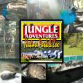 Jungle_Adv