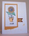 sunflower_
