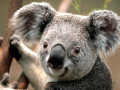 Koala_by_m