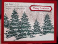 2020/11/10/Christmas_Evergreens_in_the_Winter_Woods_by_dcmauch.JPG