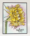 sunflower-