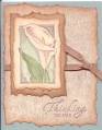 2005/11/26/CASED_Calla_Lilly_by_not2old2stamp.jpg