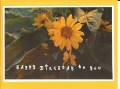 2007/04/06/Happy_Birthday_Sunflower_by_Elizabeth_Freiter.jpg