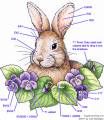 2011/03/03/bunny-coloring-guide-600h_by_Crafts.jpg