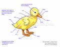 duckling-c