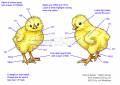 2012/02/14/chicks-coloring-guide_by_Crafts.jpg