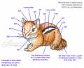 2012/03/08/baby-chipmunk-color-guide_by_Crafts.jpg