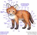 2012/03/11/copic--guide-fox-scs_by_Crafts.jpg