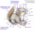 2012/03/12/copic--guide-squirrel-scs_by_Crafts.jpg