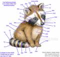 2012/03/15/copic-guide-raccoon-scs_by_Crafts.jpg