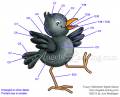 2012/08/25/copic-coloring-guide-crow-1_by_Crafts.jpg