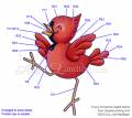 2012/08/27/copic-coloring-guide-cardinal-1_by_Crafts.jpg