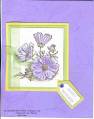 2005/06/20/Lavender_lace_flowers.jpg