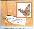 2007/03/20/DeWeez_apricot_lace_butterfly_by_stamperskye.jpg