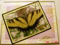 2005/08/10/Tilted_Butterfly_by_bensarmom.jpg