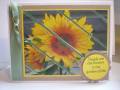 2008/07/12/WT170-Picture_This_My_Sunflower_by_jcarilyn.jpg