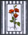 2006/05/17/roses_black_stripes_by_88_keys.jpg