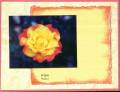 2005/03/18/34197Rondy_Card_-_Red_Yellow_rose_For_You_2-26-05_edited.jpg