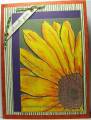 2006/04/17/sunflower_thank_you_2_by_SheStampsHeCamps.JPG