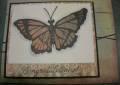 2006/05/05/basic_grey_butterfly_by_stampwithgwen.jpg