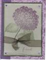 2006/10/14/purpleflowers_from_SFA_scrown8301_by_scrown8301.jpg