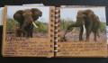 2007/06/03/Kruger_Elephants_2_by_sandilotter.jpg