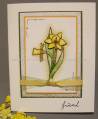 daffodill_