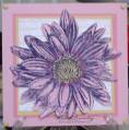 2007/08/21/Daisy---large-pink_by_Rachel_Stamps.jpg