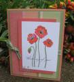 poppies_by