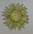 sunflower_