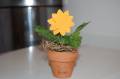 2008/05/18/small_potted_plant_by_Baker_88.JPG