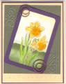 Daffodil_b