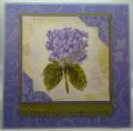 2008/07/12/Hydrangea-Lovely-Lilac_by_Rachel_Stamps.jpg