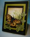 2009/02/01/Framed-Butterfly_by_TheresaCC.jpg