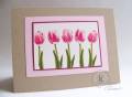 2009/03/05/Pink-tulips-in-a-row_by_kitchen_sink_stamps.jpg