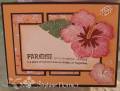 2009/08/05/paradise_hibiscus_by_trickortreat.jpg
