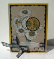 2009/08/16/Spotlight_on_Daisies_CO_0709_by_ChristineCreations.png