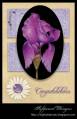 2009/09/24/Congrats-Iris-Card_by_Softpencil.jpg