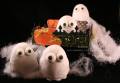 2009/10/29/Ghosts_in_the_Graveyard_by_Kimberly_Crawford.jpg