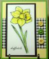 2010/01/06/Daffodils_by_CamD.JPG