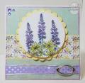 2010/08/23/Lupine_Flowers_front_by_Whimsey.jpg
